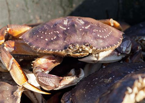 Prevalence of Whales Suggests San Francisco Crab Season Delay as Port Pushes Dock Sales