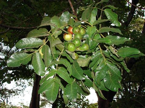 Burdekin plum tree | Burdekin plum tree Pleiogynium timorien… | Flickr