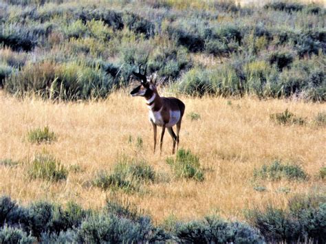 Pronghorn Hunting – Colorado Outfitters