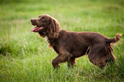 Boykin Spaniel | National Kennel Club