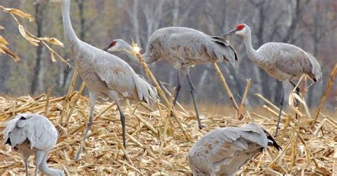 Sandhill Wildlife Area offers panoramic fall beauty