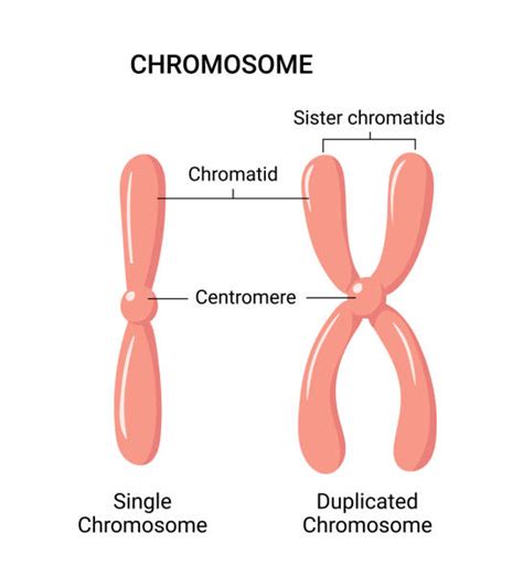 Chromatid Illustrations, Royalty-Free Vector Graphics & Clip Art - iStock