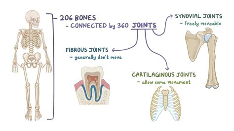 Fibrous, cartilage, and synovial joints: Video | Osmosis