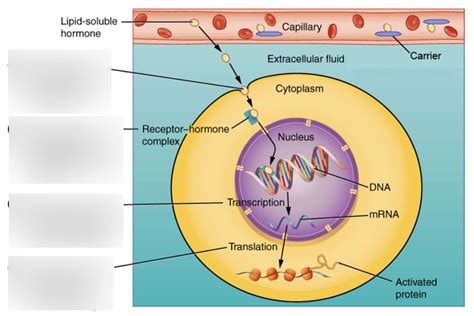 Binding of lipid soluble hormones Diagram | Quizlet