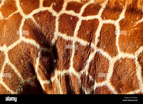 Giraffe body camouflage markings on hide Stock Photo - Alamy