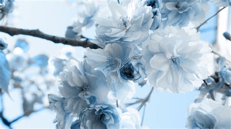 Light Blue Flower Wallpaper (59+ images)