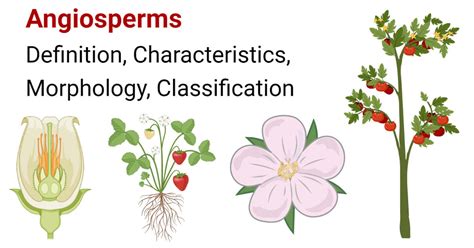 Angiosperms- Characteristics, Morphology, Classification, Uses