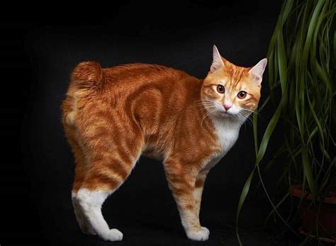 Orange Manx Cat With Tail