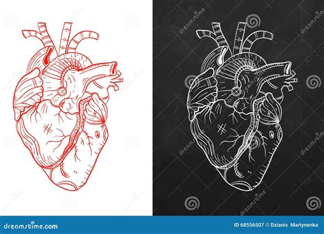 Heart, Natural Heart, Sketch Heart Stock Vector - Illustration of medical, anatomical: 68556507