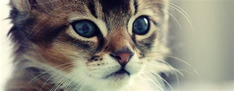 What's Wrong with My Kitten? | Hartz