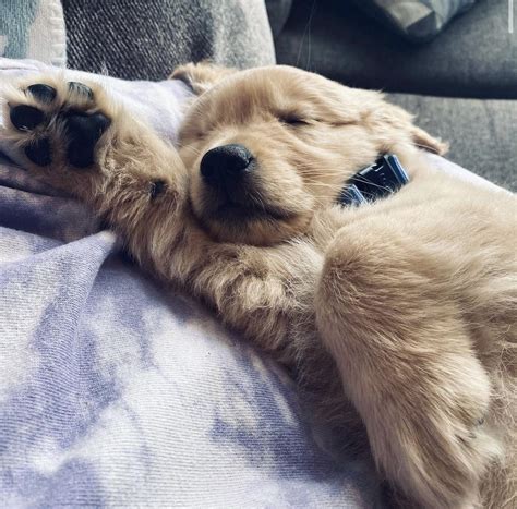 cute sleepy golden retriever puppy | Golden retriever, Golden retriever ...