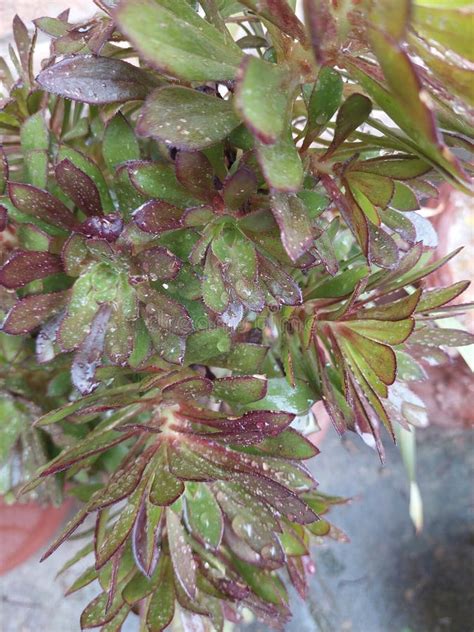 Black Rose Leaves are Usually Black, Clustered, and Terminal on the Apexes of Bare Stems. they ...