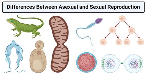 Asexual vs. Sexual Reproduction: 16 Differences, Examples