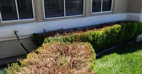 Xtremehorticulture of the Desert: Pruning Boxwood and Rosemary Hedge ...