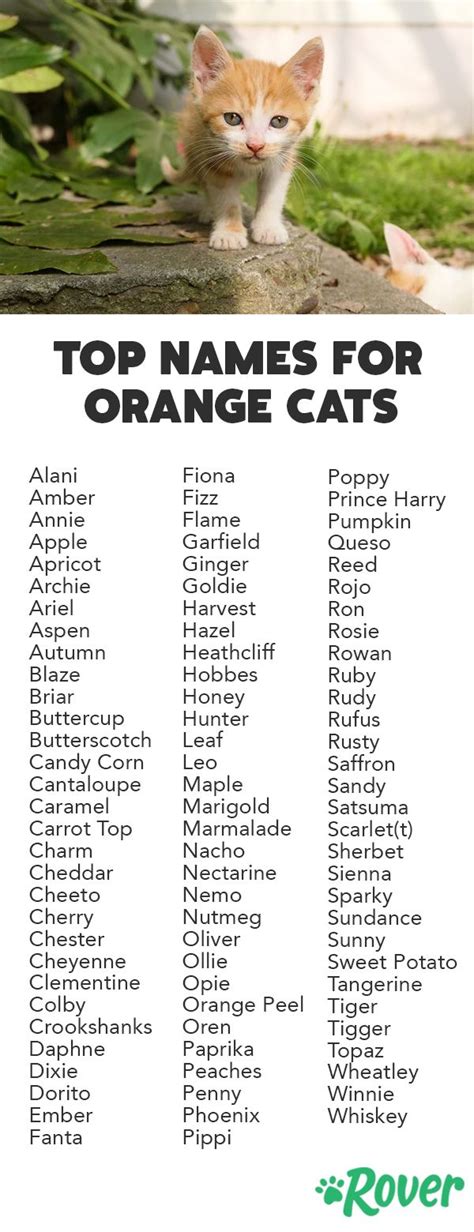 300 Fun and Spunky Names for Your Orange Cat