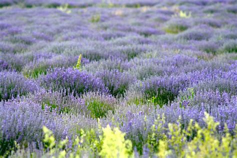 Lavender Fields South France Photograph by Phoenix De Vries | Fine Art ...