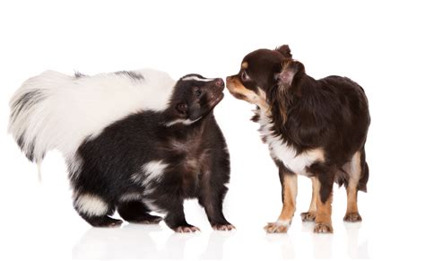 What to do when your dog gets sprayed by a skunk. – Ozarks Fehr Trade ...