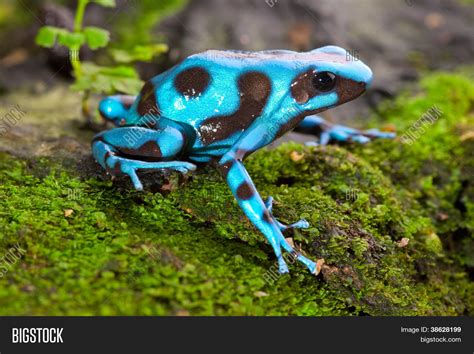 Frog Tropical Rain Forest Blue Image & Photo | Bigstock