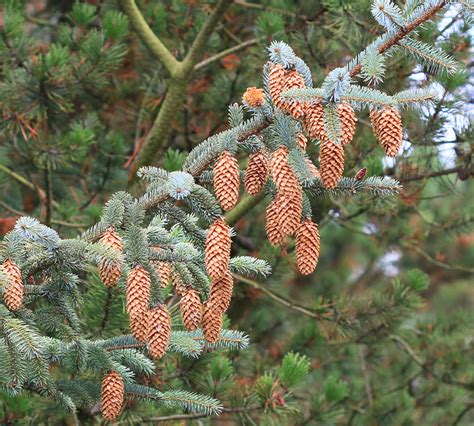 Sitka spruce | The Morton Arboretum