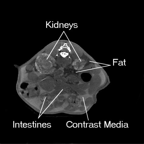 Kidney scan of an adult mouse acquired using 250 ml i.p. injected ...