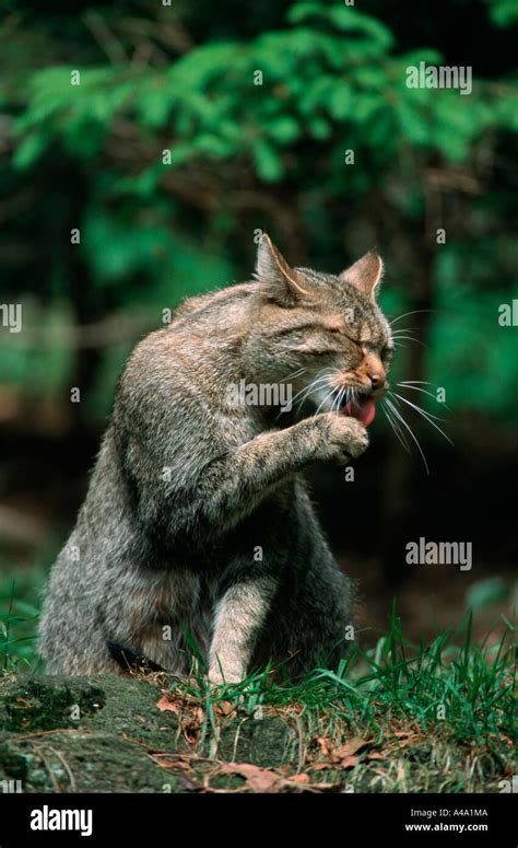 Common Wild Cat / European Wild Cat Stock Photo - Alamy