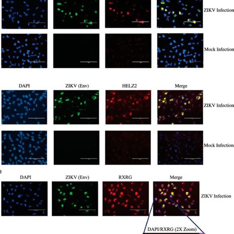 Immunofluorescent staining to detect expression of PPAR signaling ...