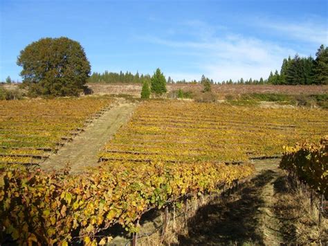 Fall colors in Apple Hill, El Dorado County | Photo: Apple Hill Harvest Run - Visit El Dorado