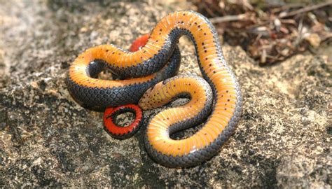 Black Snakes with Yellow Rings in Georgia | Sciencing