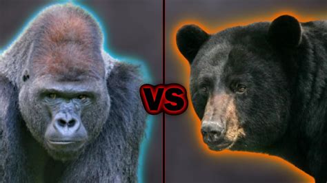 Gorilla Fighting Bear