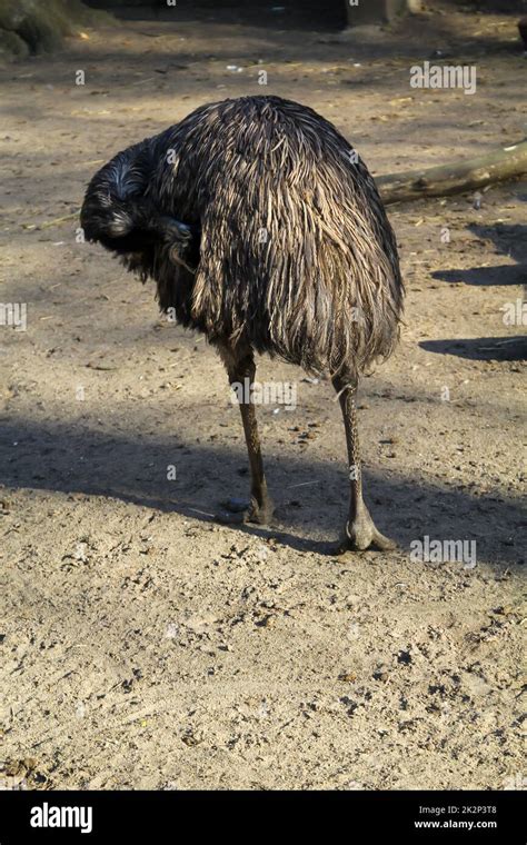 Photograph of an emu. Emus are flightless birds Stock Photo - Alamy