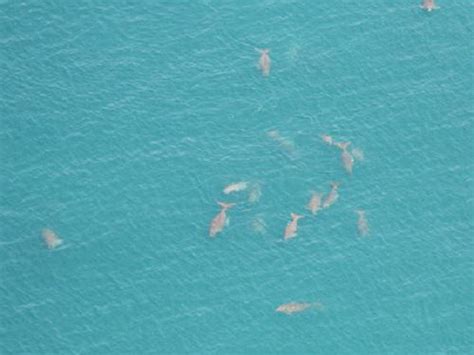 Heng Wei Khang - Mapping Dugong Habitat and Understanding Dugong Feeding Preferences in Sibu ...