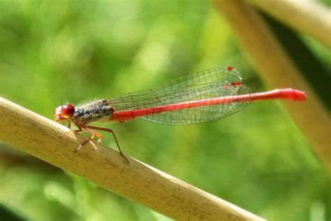 Red Dragonfly Meaning & Symbolism (Courage & Love)