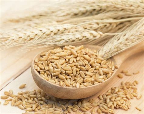 Organic Hulled Barley Buy in Bulk from Food to Live