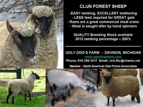 Ugly Dog's Farm - Sheep/Wool For Sale