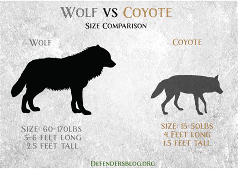 What's the difference between a coyote and a wolf? - defendersblog