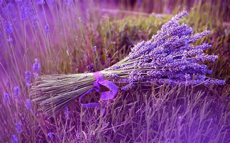 Free Lavender Wallpapers - Wallpaper Cave