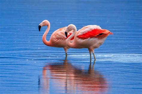 10 Amazingly Colorful Facts About Flamingos – Page 8 – Animal Encyclopedia