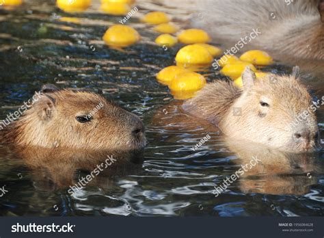 Capybara That Feels Good Hot Springs Stock Photo 1956084628 | Shutterstock