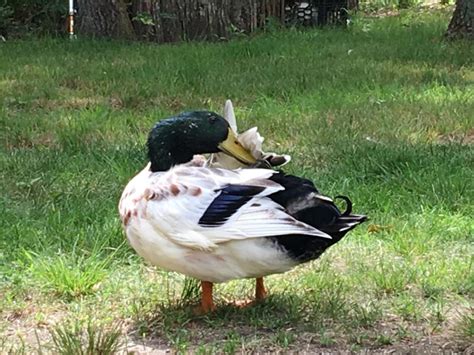 Understanding Backyard Duck Behavior - The Cape Coop