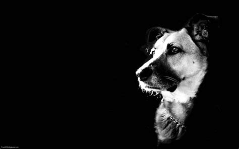 1920 X 1200 Dog Wallpapers - Top Free 1920 X 1200 Dog Backgrounds - WallpaperAccess