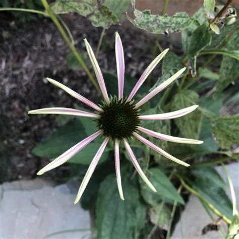 Echinacea... E. purpurea? in the Plant ID forum - Garden.org