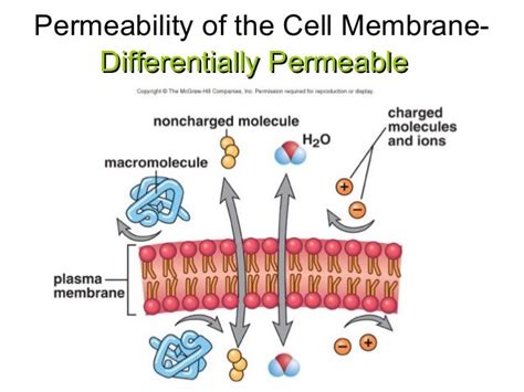 Plasma membrane structure and function