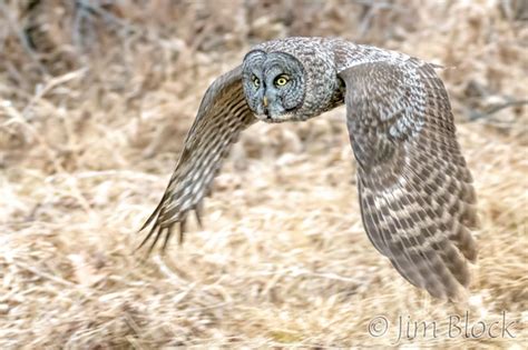 Great Gray Owl in Action – Jim Block Photography