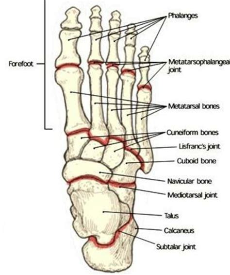 Pin by Ryan A. Castillo on Anatomy Reference | Anatomy bones, Anatomy ...