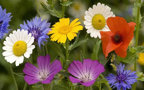 Summer Wildflowers - Wallpaper Be | Wild flowers, Wildflower garden, Wildflower seeds