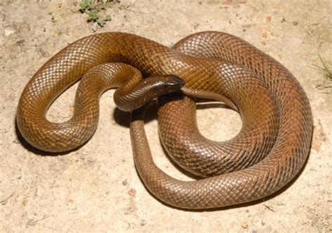 Inland Taipan Facts and Pictures | Reptile Fact