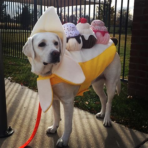 19 Best Dog Costumes for a Howl-ing Good Halloween