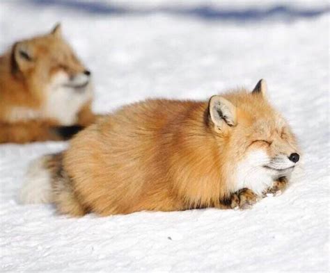 Cute foxes sleeping in the snow : r/aww