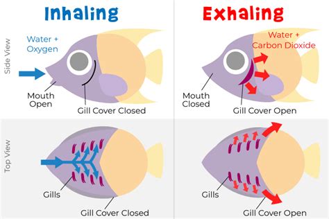 How Do Gills Work On A Fish - Rectangle Circle