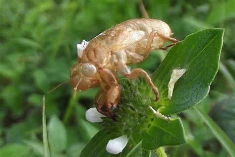 Moulting in Insects